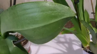 Липкие капли на листьях орхидеи