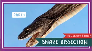 Snake Dissection (Part 1. External Anatomy) || Once Bitten, Twice Shy [EDU]