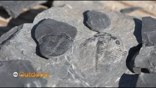 Digging Up Fossilized Trilobites at U-Dig Fossils