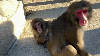 淡路モンキーセンターの猿