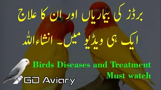 Love Birds Diseases and Treatment. برڈز کی بیماریاں اور ان کا علاج ایک ویڈیو میں۔ انشاءاللہ