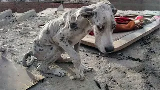 The dying dog couldn't eat anymore! People were surprised what was in his stomach!