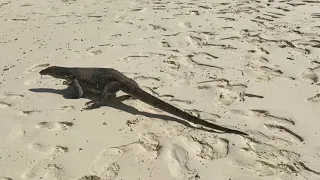 🌊✨🤩✨🌊 Monitor lizard on the beach in Koh Yao Yai in Krabi, Thailand! 🌊✨🤩✨🌊