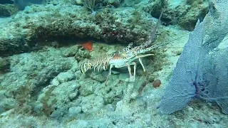 After Work Dive @ Lauderdale-by-the-Sea