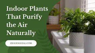 Indoor Plants That Purify The Air Naturally