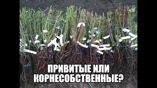 привитые или корнесобственные?