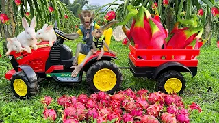 Farmer Bim Bim harvests Dragon Fruit and obediently takes care of Baby Monkey Obi