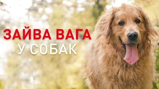 Проблема зайвої ваги у собак. Як визначити та лікувати