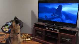 German shepherd howling with wolves from Zootopia♥