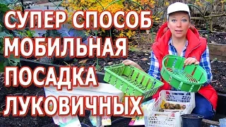 Хитрая посадка луковичных цветов в ящики. Мобильные клумбы с луковичными цветами.