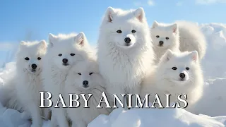 Snow Baby Animals - Amazing World of Winter Wildlife | Scenic Relaxation Film