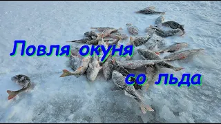 Ловля окуня со льда на блесну