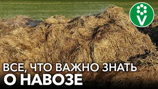 САМОЕ ВАЖНОЕ О НАВОЗЕ ДЛЯ НАЧИНАЮЩИХ! Когда вносить, нормы и правила использования навоза