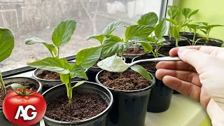 One teaspoon for seedlings after transplantation and the seedlings are strengthened right before you