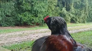 Slow motion rooster crowing WITH AUDIO