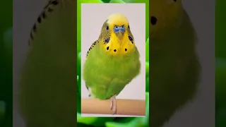 Budgie sound singing and relaxing on the perch