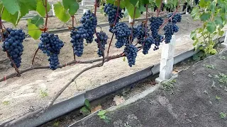 Сорт винограда, на удаление с участка.