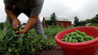 HARVESTING AND PLANTING IN THE SAME DAY (LIFE OF A VEGETABLE FARMER)