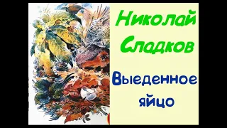 Николай Сладков. Выеденное яйцо. Аудиорассказ