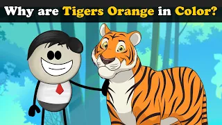 Why are Tigers Orange in Color? + more videos | #aumsum #kids #science #education #children