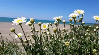 Прогулка у моря. Весна в садах Ландриана, в 30км от Рима. Giardini della Landriana,Tor San Lorenzo