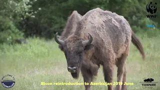 Редкие животные Азербайджана - бизоны