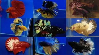 Collection of BETTA