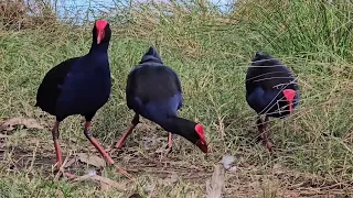 Purple Swamphen Bird in the Lake. Australia