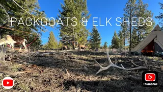 2024 WE TOOK PACKGOATS ELK SHED HUNTING