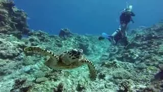 Diving Apo Reef in Mindoro Philippines HD