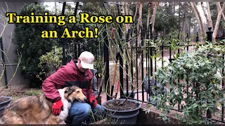 How To Train a Climbing Rose on an Arch!