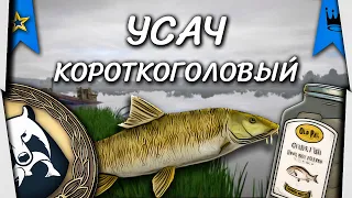 Актуальная точка. Усач Короткоголовый. Ахтуба. Русская Рыбалка 4.