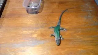 Злая прыткая зеленая ящерица сожрала лягушонка Lacerta agilis lizard eats frog