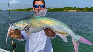 TOXIC Catfish...Catch Clean Cook- Gafftopsail Catfish (Sebastian Inlet, Florida)