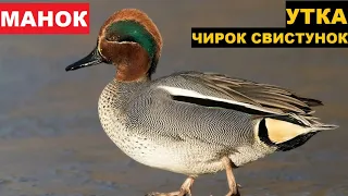 🔊ЗВУК (ГОЛОС) УТКА ЧИРОК СВИСТУНОК 3