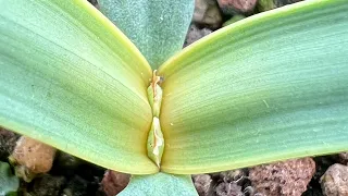 Welwitschia mirabilis 6 months old 🌱