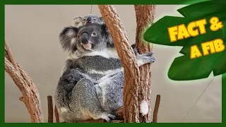 Two Facts and a Fib! | Koala | The Wishmas Tree