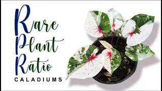 CALADIUM RARE PLANT RATIO Part 1- FROM COMMON TO EXTREMELY RARE | HERB STORIES