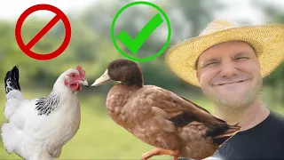 6 Reasons Ducks are Better Than Chickens on a Homestead
