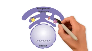 Overview of the Unfolded Protein Response (UPR) - English