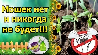 МОШЕК НА РАССАДЕ НЕТ И НЕ БУДЕТ! ПРОФИЛАКТИКА И БОРЬБА С МУШКАМИ СЦИАРИДАМИ!