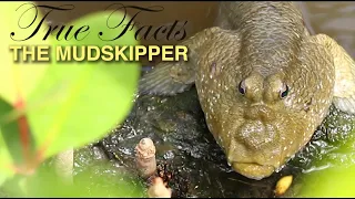 True Facts: Mudskippers