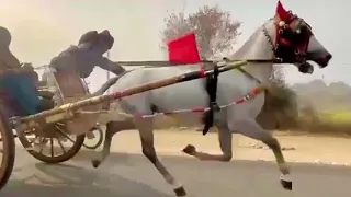 Asif Meer Horse Chala Today Try Joe Asif meer #horse #allpakistantangarace #horselover