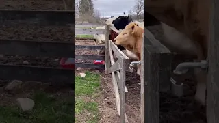 This lovely calf meeting his new friends after they rescued him #short #vegan #food #viral #dog