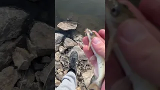 Spunky little fish #river #fishing #iowa #catfish