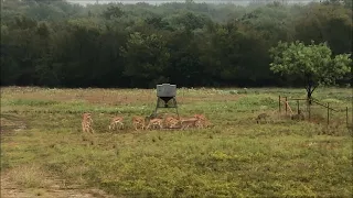 Texas Blackbuck Antelope Doe Hunt