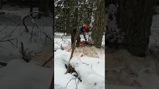 Вальщик,направленная валка деревьев в Беларусии