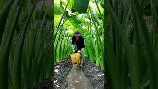 Fertilizing Taro Field #satisfying #asmr #short