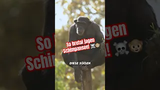 So brutal können Affen sein!🐵 #chimpanzee  #tiere #facts #fakten #wissen #drdubbert #tiere #affen