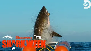 Dickie and Andy Attempt To Catch The LARGEST Great White Breach Ever! | Shark Week